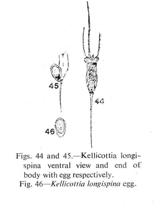 Kellicottia longispina Kellicottia longispina