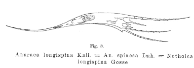 Kellicottia longispina