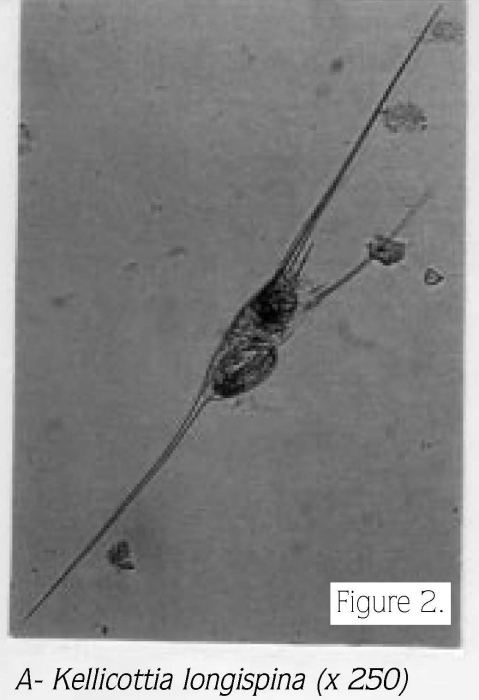 Kellicottia longispina Kellicottia longispina