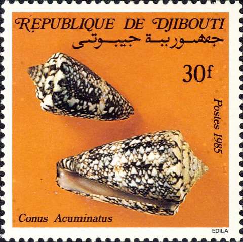 Conus acuminatus Conus acuminatus