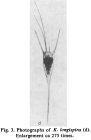 Kellicottia longispina