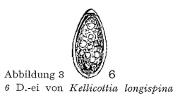 Kellicottia longispina