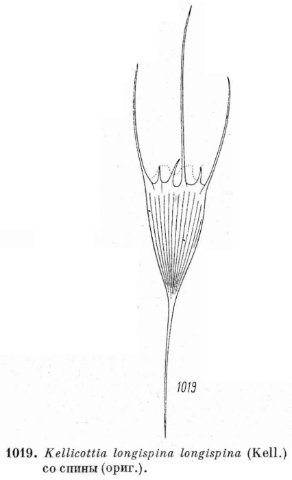 Kellicottia longispina Kellicottia longispina