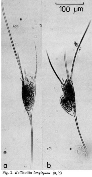 Kellicottia longispina Kellicottia longispina