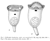 Kellicottia longispina