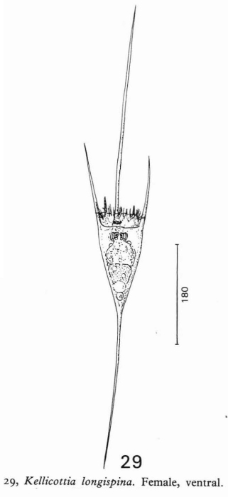 Kellicottia longispina Kellicottia longispina