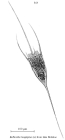 Kellicottia longispina