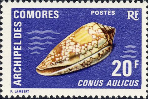 Conus aulicus