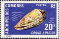 Mollusca (molluscs)