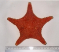 Echinodermata (echinoderms)