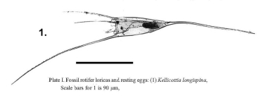 Kellicottia longispina