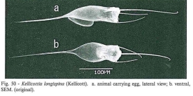 Kellicottia longispina