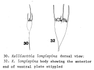 Kellicottia longispina