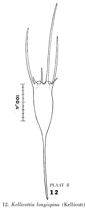 Kellicottia longispina Kellicottia longispina