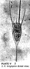 Kellicottia longispina