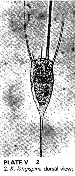 Kellicottia longispina Kellicottia longispina