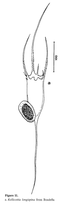 Kellicottia longispina Kellicottia longispina