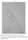 Kellicottia longispina