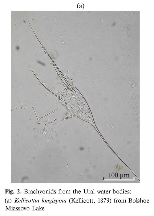 Kellicottia longispina Kellicottia longispina