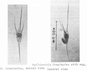 Kellicottia longispina