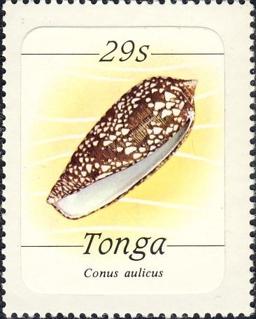 Conus aulicus Conus aulicus