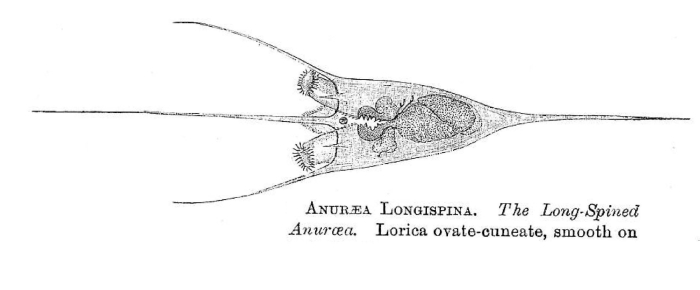 Kellicottia longispina - Original description image