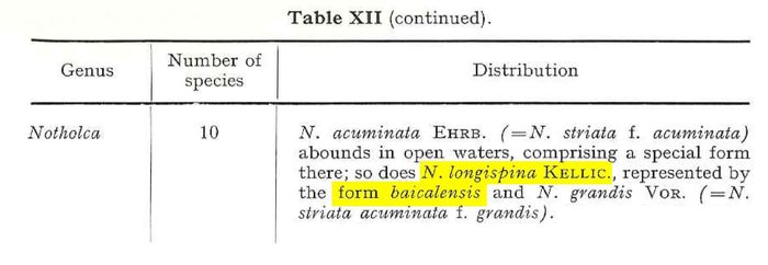 Kellicottia longispina f. baicalensis - Original description image