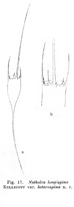 Kellicottia longispina var. heterospina - Original description image