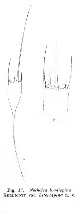 Kellicottia longispina var. heterospina - Original description image