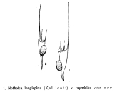 Kellicottia longispina var. taymirica - Original description image