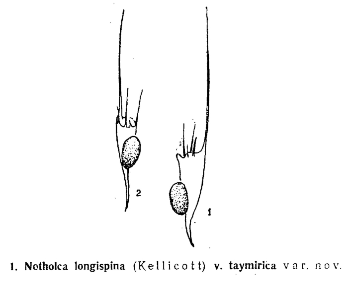 Kellicottia longispina var. taymirica - Original description image