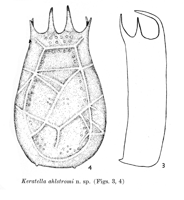 Keratella ahlstromi - Original description image