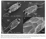 Keratella albertae