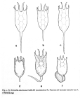 Keratella americana