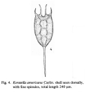 Keratella americana