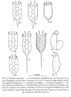 Keratella americana