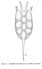 Keratella americana
