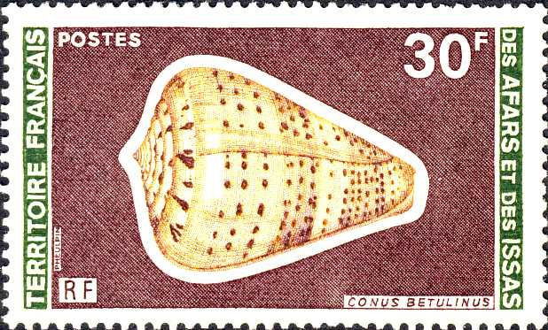 Conus betulinus Conus betulinus