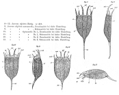 Keratella americana