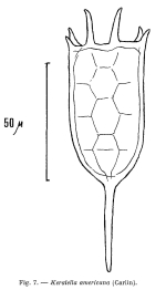 Keratella americana