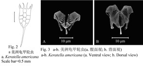 Keratella americana