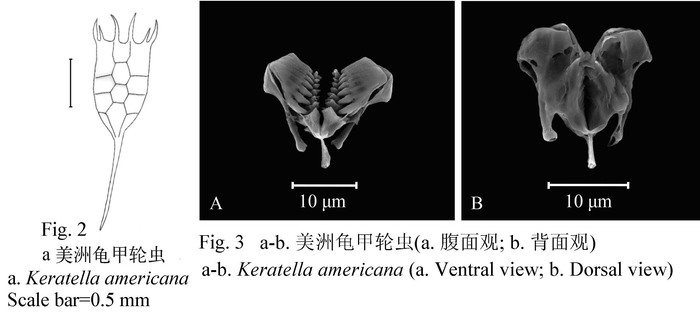Keratella americana Keratella americana