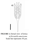 Keratella americana