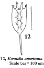 Keratella americana