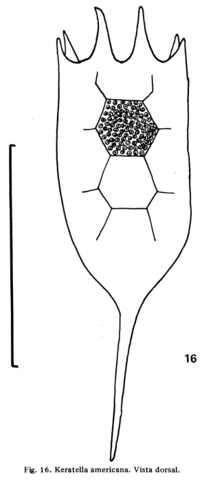 Keratella americana Keratella americana