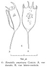 Keratella americana