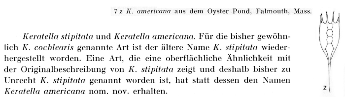 Keratella americana - Original description image