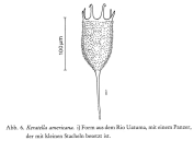 Keratella americana f. hispida