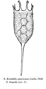 Keratella americana f. hispida - Original description image