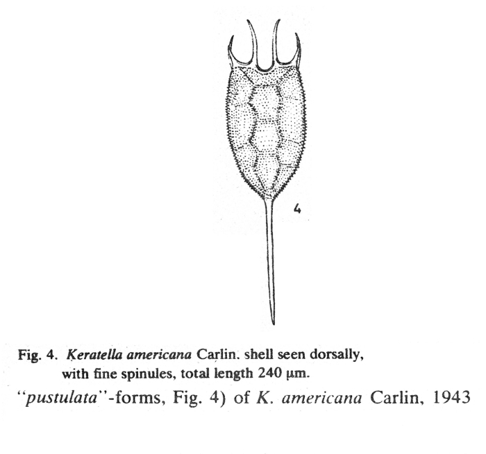 Keratella americana f. pustulata - Original description image